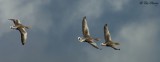 Greylag Geese Squadron